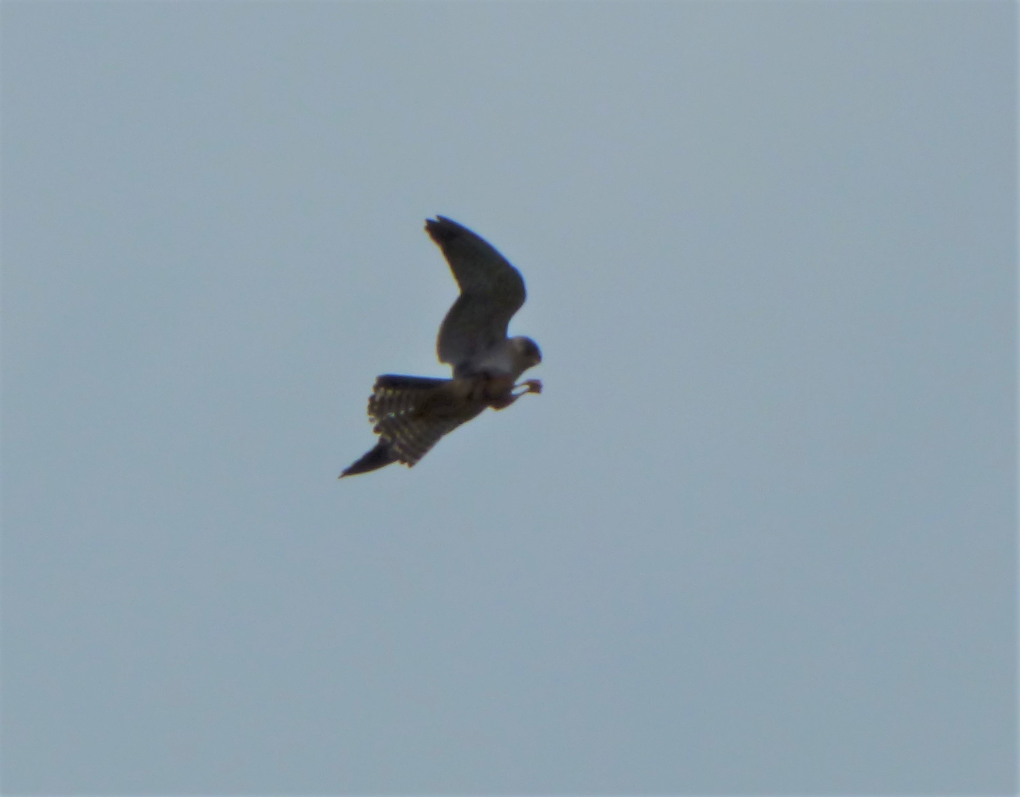 Falchi cuculi (Falco vespertinus),  maschio e femmina